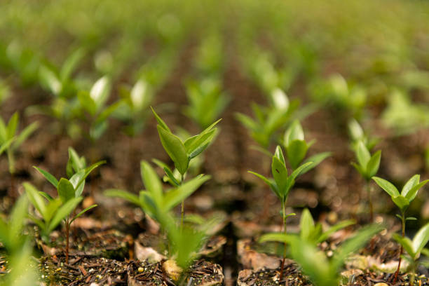 Plantas en crecimiento dentro del vivero